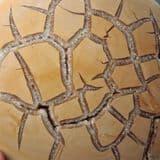 SEPTARIAN NODULE (VERY FINE CUT AND POLISHED SPECIMEN) - Germany