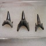 SET OF THREE FOSSIL TEETH OF SAND TIGER SHARK - 55 million years old - Herne Bay, Kent