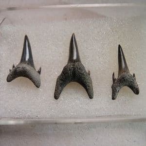 SET OF THREE FOSSIL TEETH OF SAND TIGER SHARK - 55 million years old - Herne Bay, Kent