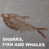 SHARK, FISH AND WHALE FOSSILS