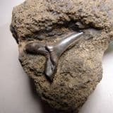 SHARK'S TOOTH - 55 million years old - Herne Bay, Kent