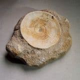 SHARK VERTEBRA - 55 million years old - Morocco