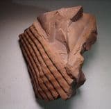 SIGILLARIA (BRANCH OF A PREHISTORIC TREE) - 300 million years old - France