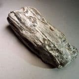 SILICIFIED FOSSIL WOOD  -  Chelmsford, Essex