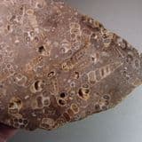 SILICIFIED FOSSILIFEROUS LIMESTONE - 40 million years old - France