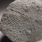 SILURIAN CORAL 'FAVOSITES' - 425 million years old - Wenlock, Shropshire