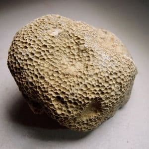 SILURIAN CORAL 'FAVOSITES' -  425 million years old -  Wenlock, Shropshire