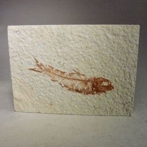 SMALL FOSSIL FISH - 52 million years old - U.S.A