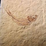SMALL FOSSIL FISH  - 52 million years old  -   U.S.A