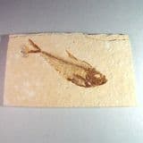SMALL FOSSIL FISH - 52 million years old - USA