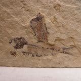 SMALL FOSSIL FISH (TWO FISH)  - 52 million years old  -  U.S.A