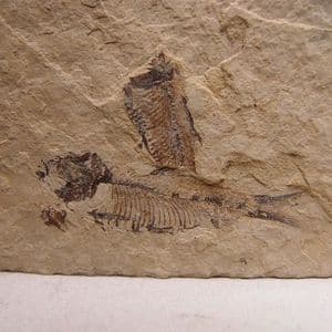 SMALL FOSSIL FISH (TWO FISH) - 52 million years old - U.S.A