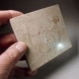 SOLNHOFEN LIMESTONE (WITH AMMONITE) - 150 million years old - Solnhofen, Germany