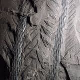 STEMS OF A GIANT EXTINCT TREE - 300 million years old - Radstock, Somerset