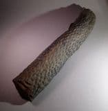 STIGMARIA: FOSSILISED ROOT OF A GIANT PREHISTORIC TREE - 300 million years old - Yorkshire