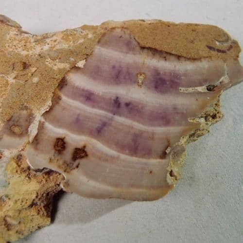 STROMATOLITE Beetroot stone - 165 million years old - Gloucestershire