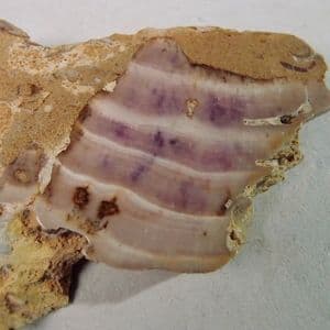 STROMATOLITE (‘Beetroot stone’) - 165 million years old - Gloucestershire