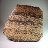 STROMATOLITE (LARGE POLISHED SLICE) - 100 million years old - Andes Mountains, Bolivia