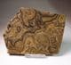 STROMATOLITE (POLISHED SLICE) - 100 million years old  -  Andes Mountains, Bolivia