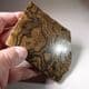 STROMATOLITE (POLISHED SLICE) - 100 million years old  -  Andes Mountains, Bolivia