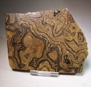 STROMATOLITE (POLISHED SLICE) - 100 million years old  -  Andes Mountains, Bolivia