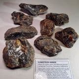 SUMATRAN AMBER - Sumatra, Indonesia