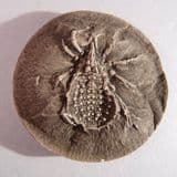 SUPERB REPLICA OF EARLY FOSSIL SPIDER FROM THE WEST MIDLANDS (second hand) (archive)