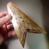 SWALLOW-TAIL SELENITE CRYSTALS  -   France