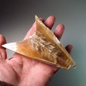 SWALLOW-TAIL SELENITE CRYSTALS - France