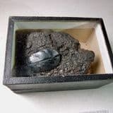 TAR BEETLE - Up to 20,000 years old - California