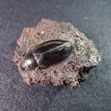 TAR BEETLE - Up to 20,000 years old - California