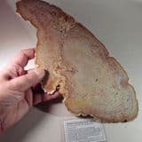 TEXAS FOSSILISED PALM WOOD (LARGE AND VERY THIN SLICE) - 30 million years old - USA