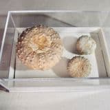 THREE FOSSIL SEA URCHINS (ECHINOIDS) - 110 million years old - Texas, USA
