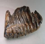 TOOTH OF A BABY MAMMOTH - about 20,000 years old - Dredged from the North Sea, off Lowestoft