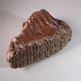 TOOTH OF A BABY MAMMOTH - about 20,000 years old - Dredged from the North Sea, off Lowestoft