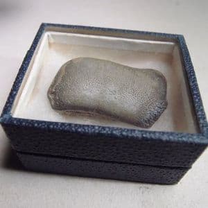 TOOTH OF A JURASSIC SHARK (ASTERACANTHUS) - 165 million years old - Corby, Northamptonshire