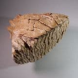 TOOTH OF A YOUNG WOOLLY MAMMOTH - 20,000 years old - Cambridgeshire