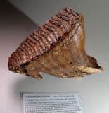 TOOTH OF A YOUNG WOOLLY MAMMOTH - about 20,000 years old - Dredged from the floor of the North Sea