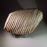 TOOTH OF AN ADULT WOOLLY MAMMOTH - about 40,000 years old - Oxfordshire