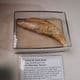TOOTH OF CAVE BEAR - about 20,000 years old -  Romania