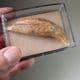 TOOTH OF CAVE BEAR - about 20,000 years old -  Romania