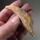 TOOTH OF CAVE BEAR - about 20,000 years old -  Romania