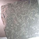 TRACE FOSSILS - 190 million years old - Somerset