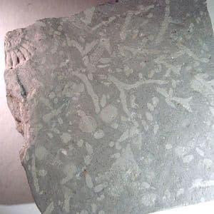 TRACE FOSSILS - 190 million years old - Somerset