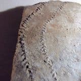 TRACK OF A TRILOBITE - 450 million years old - Morocco