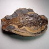 TRIASSIC FOSSIL FISH - Madagascar