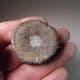 TRIASSIC ICHTHYOSAUR VERTEBRA  - 210  million years old -  Somerset