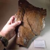 TRICERATOPS FRILL SECTION - 67 million years old - Wyoming, USA