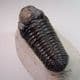 TRILOBITE - 380 million years old -  Morocco