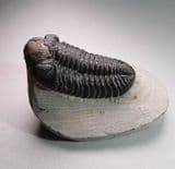 TRILOBITE - 380 million years old - Morocco